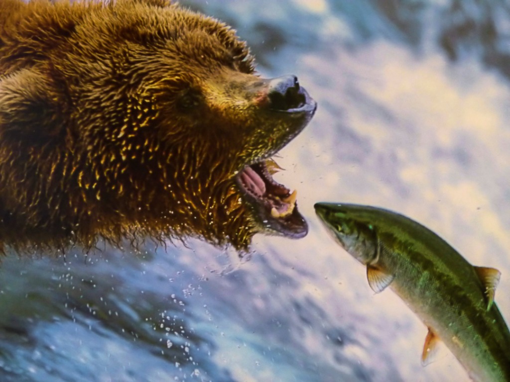 Salmon going upstream caught by bear