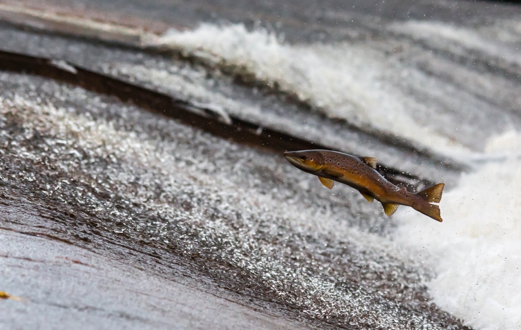 Salmon going upstream