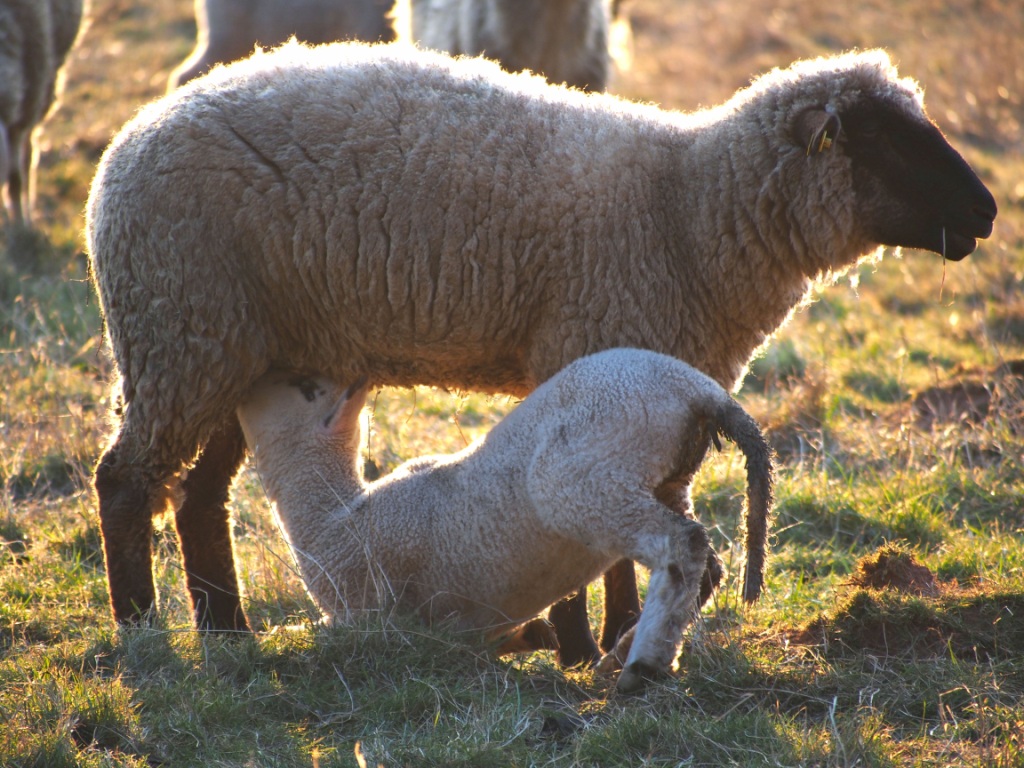 A lamb suckles a ewe in a sunlit field