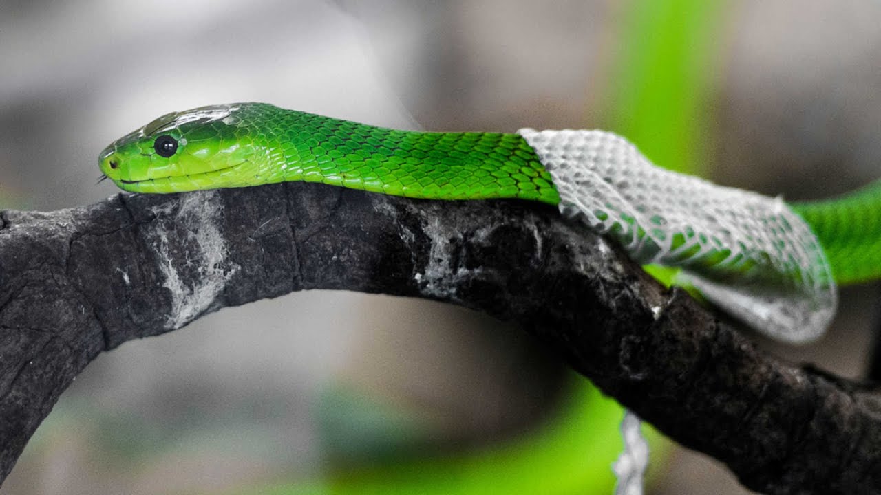 A bright green snake slithers along a dark branch. It is shedding its skin, emerging bright and healthy.