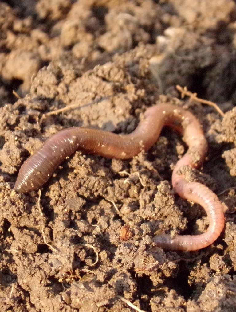 An earthworm atop some soil