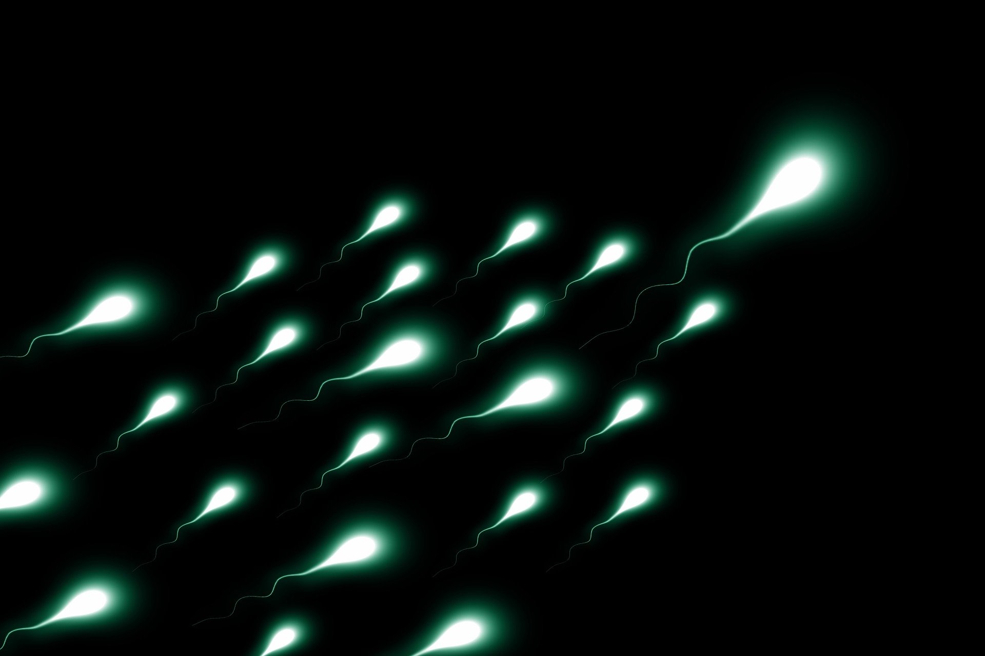 Sperm moving together; background is dark