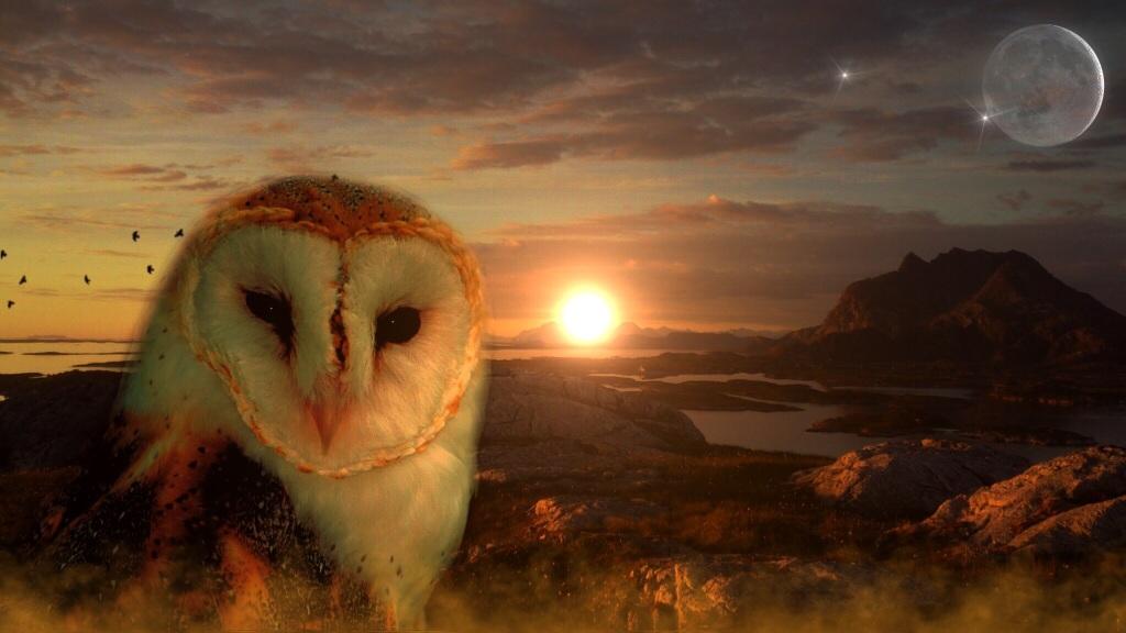 Sun & Owl