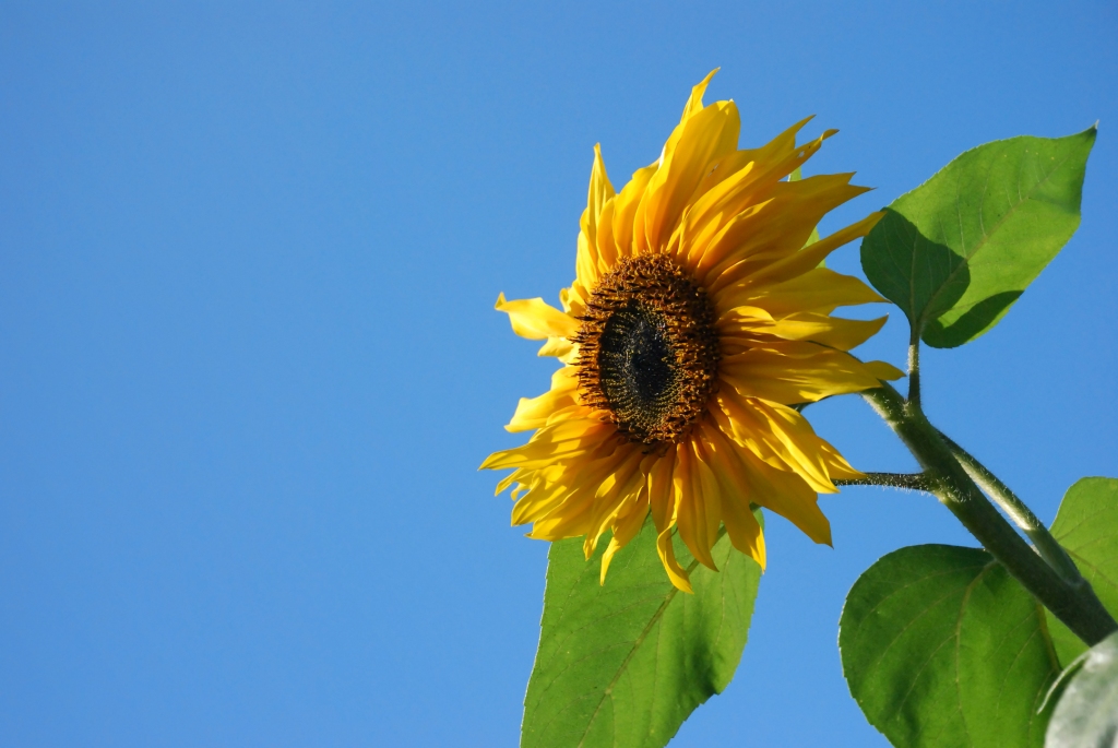 Sky Sunflower