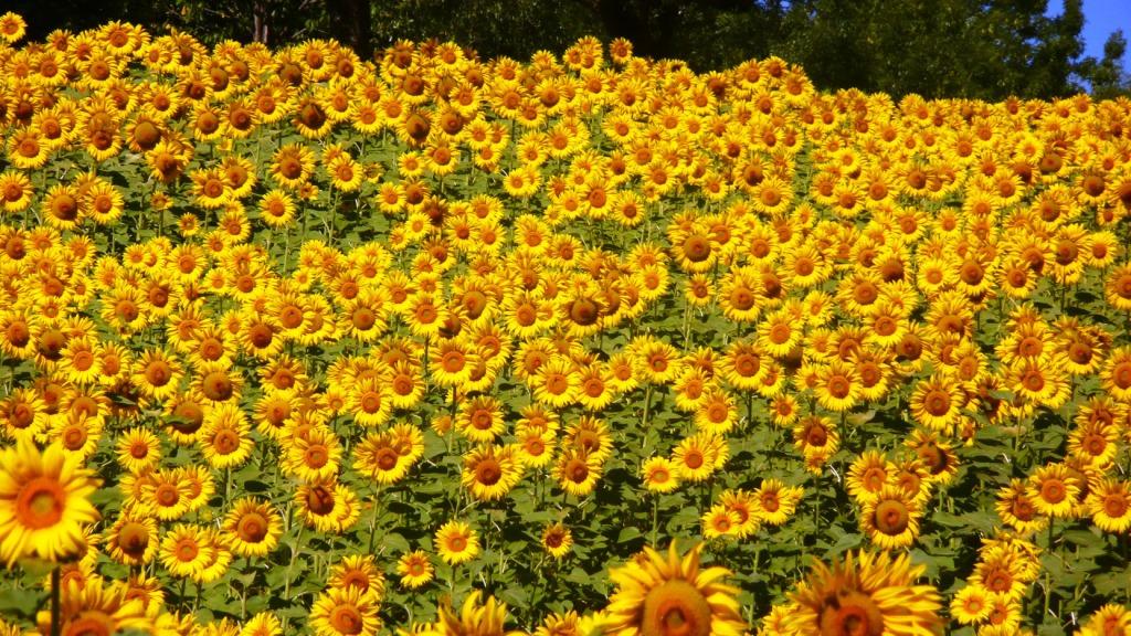 So many beautiful sunflowers!