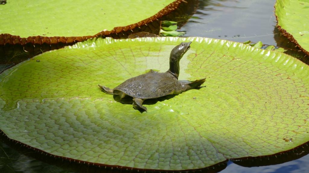 Turtle on big plant