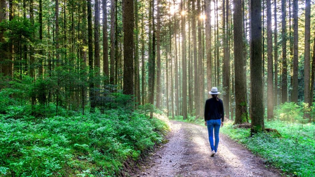 Man on Forest Walk, to the Sun