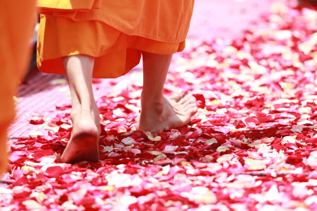 Feet of Buddhist monk walking on rose petals