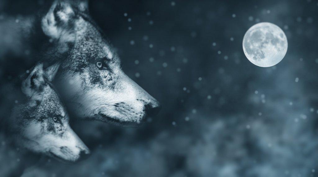 Two wolves under a full moon