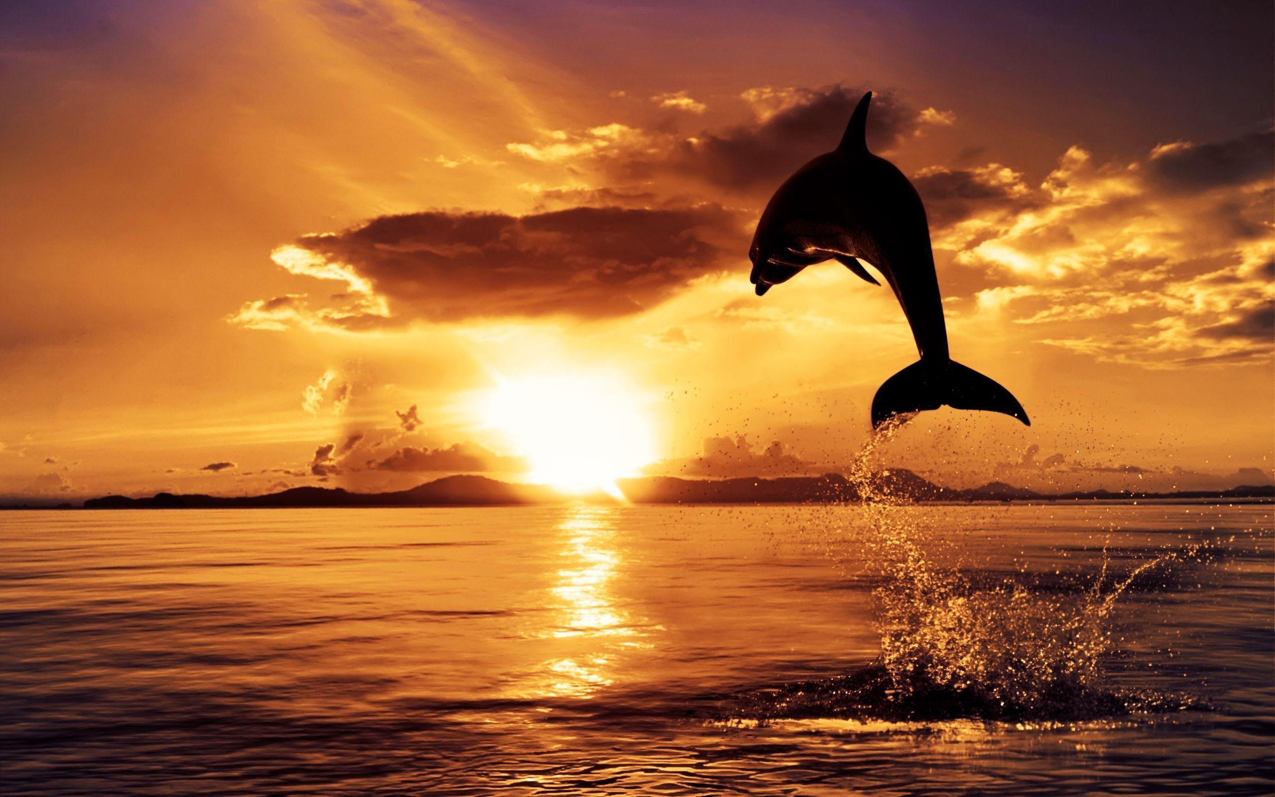 Dolphin jumping at sunset