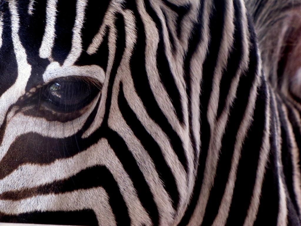Zebra close-up
