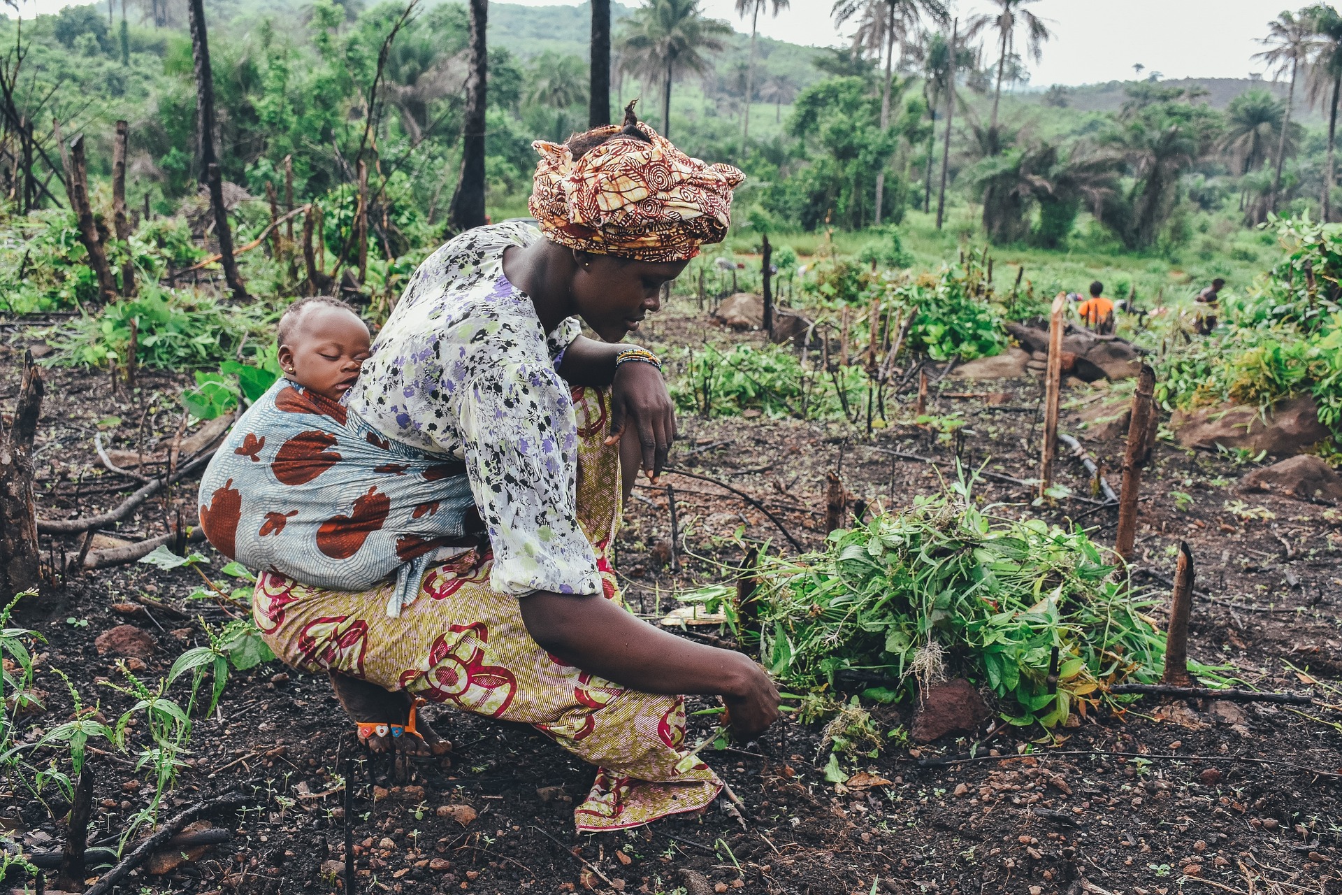 An African mother is tending to the village's crops whilst wearing her baby on her back in a blanket.