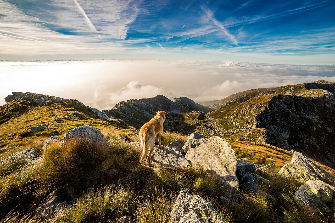 We are viewing a dog atop a mountain summit, above the clouds, looking over a spectacular mountain scene