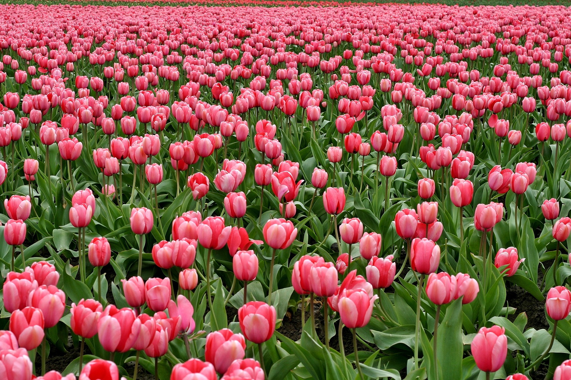 A beautiful field of strong, pink tulips stretches into the distance