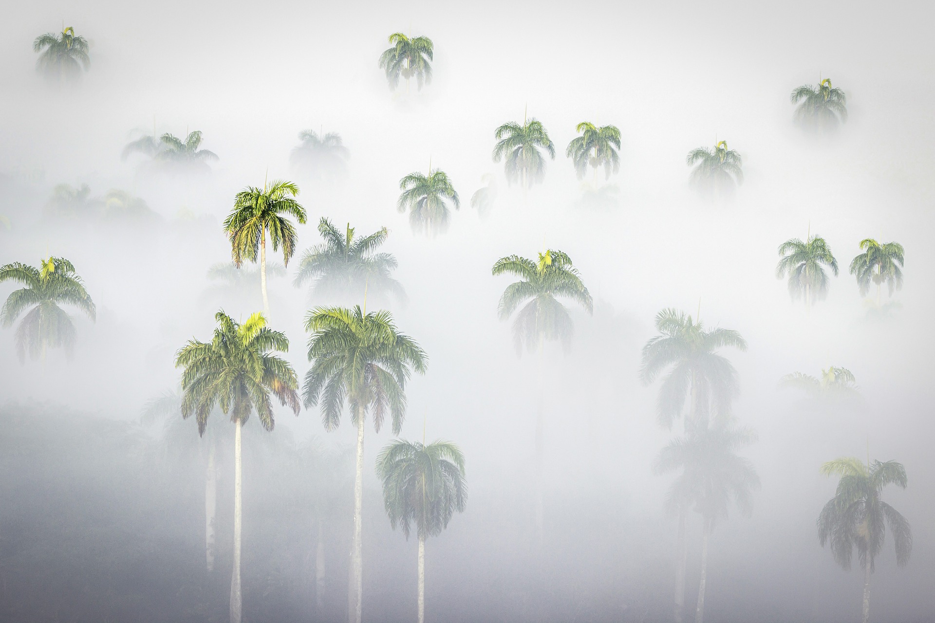 Out of a deep mist, tops of palm trees emerge