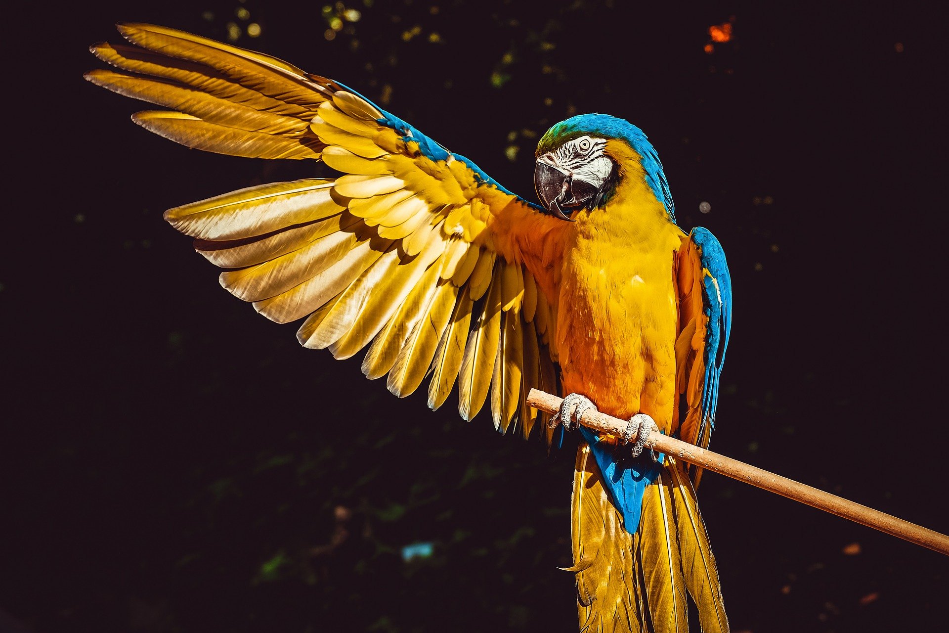 A parrot on a branch, orange underbody, blue upper body, stretches out a wing, seems to smile