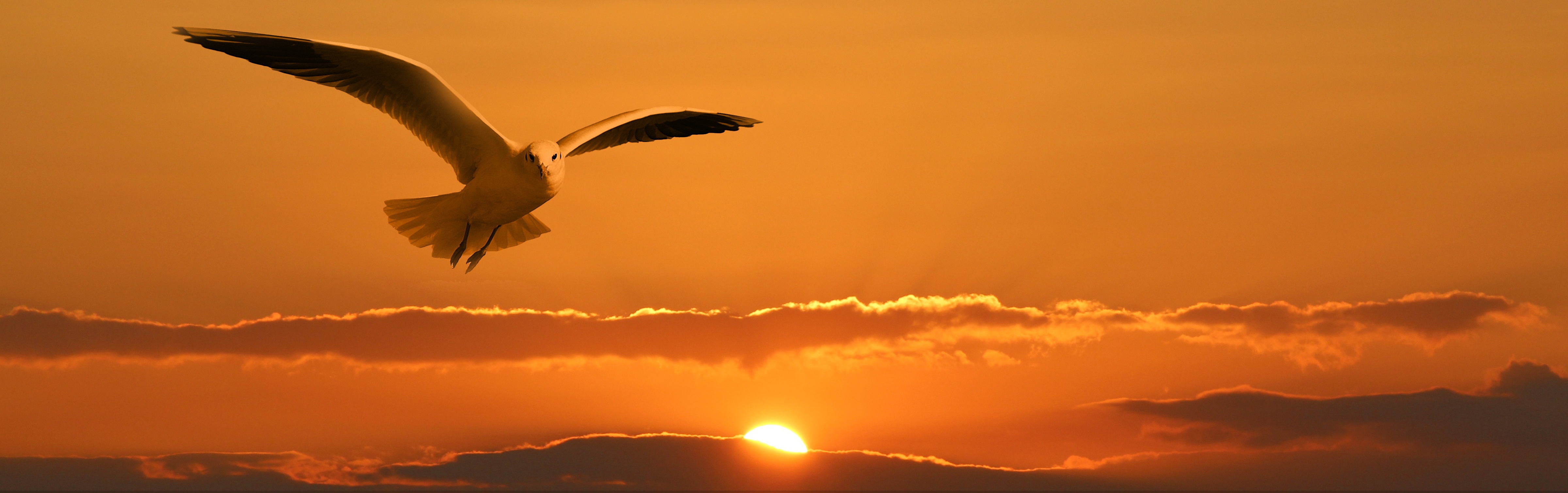 A sun rises or sets on the horizon. In the foreground, a seagull hovers, looking at us.
